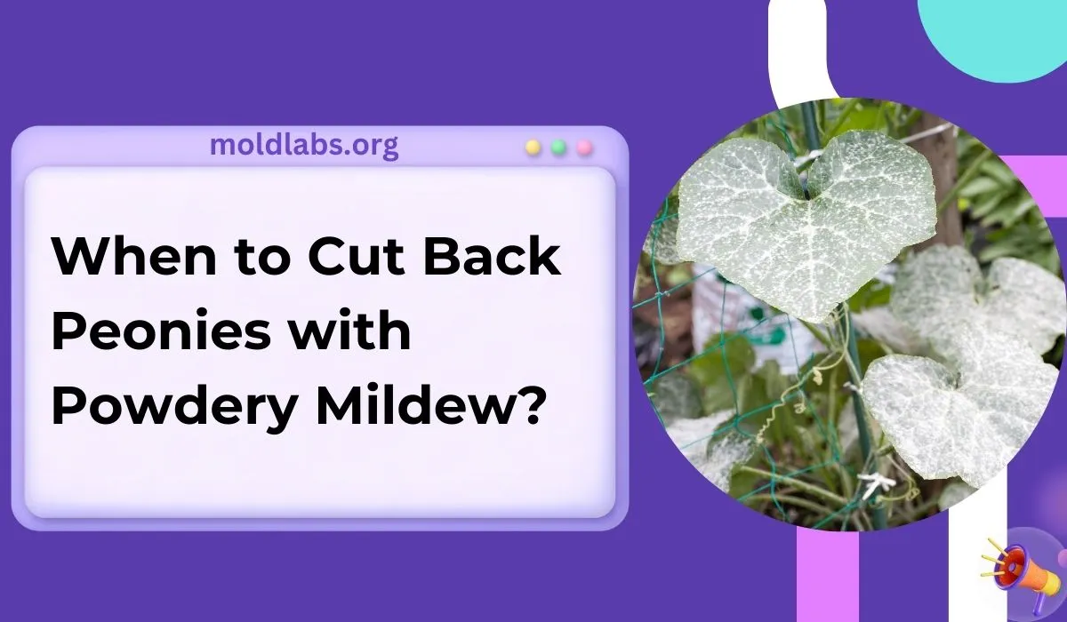 When To Cut Back Peonies With Powdery Mildew Best Timing Tips