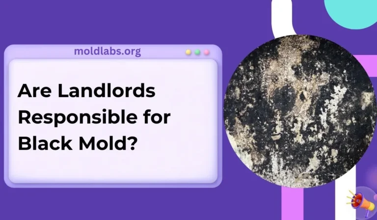 Are Landlords Responsible for Black Mold