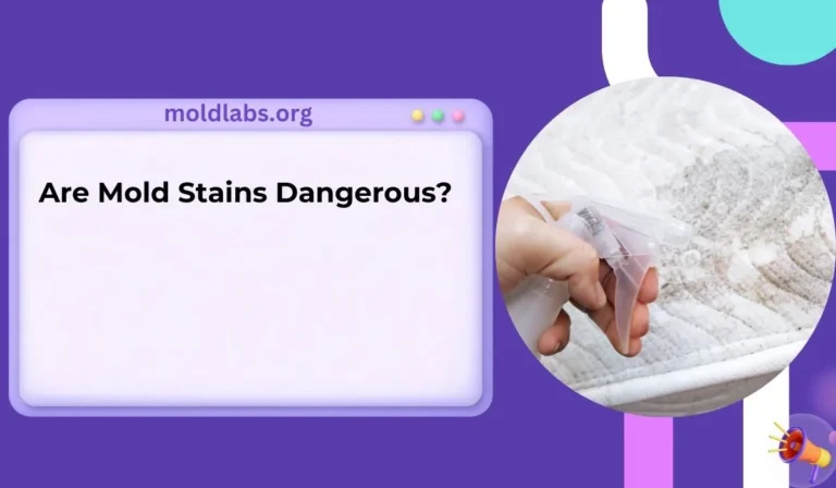 Are Mold Stains Dangerous