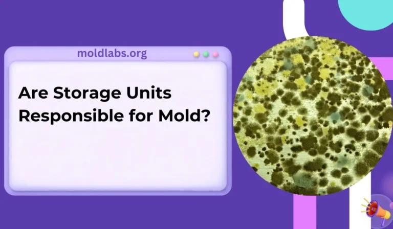 Are Storage Units Responsible for Mold