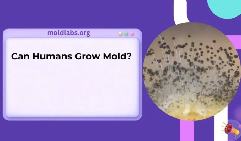 Can Humans Grow Mold