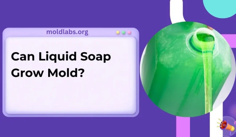 Can Liquid Soap Grow Mold