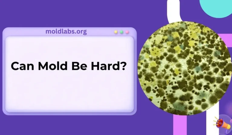 Can Mold Be Hard