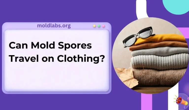 Can Mold Spores Travel on Clothing