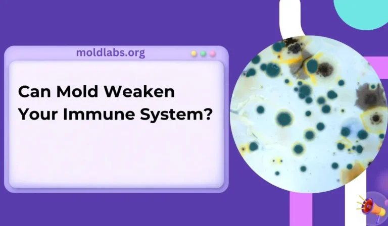 Can Mold Weaken Your Immune System