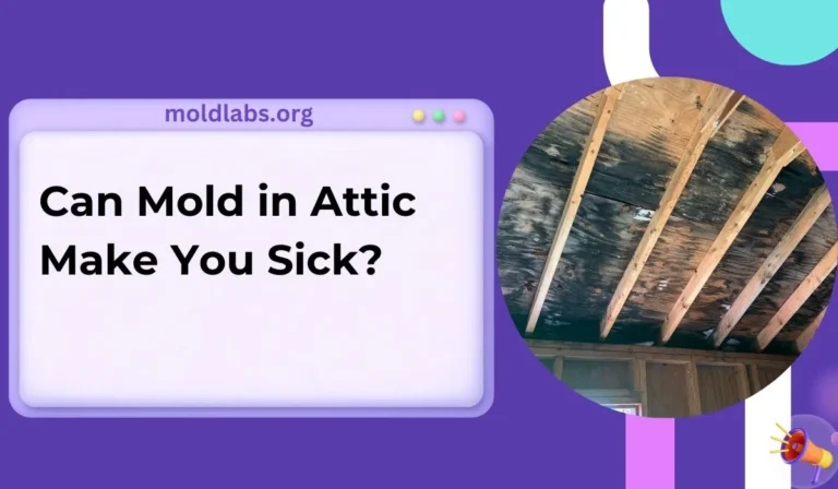 Can Mold in Attic Make You Sick