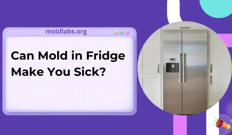 Can Mold in Fridge Make You Sick