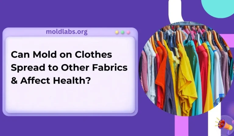 Can Mold on Clothes Spread to Other Fabrics & Affect Health