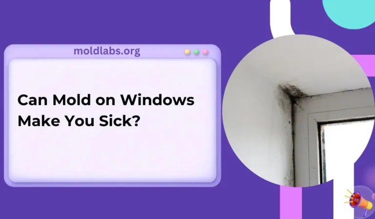 Can Mold on Windows Make You Sick