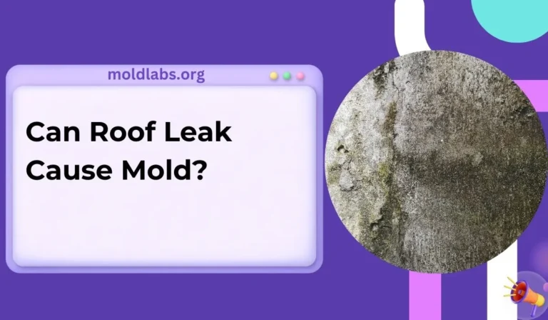 Can Roof Leak Cause Mold