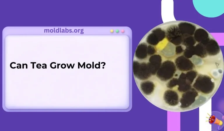 Can Tea Grow Mold