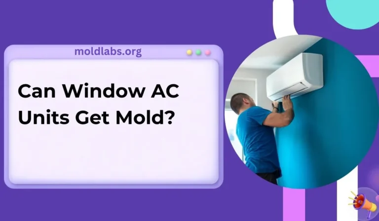 Can Window AC Units Get Mold