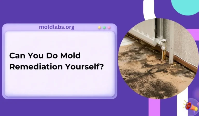 Can You Do Mold Remediation Yourself