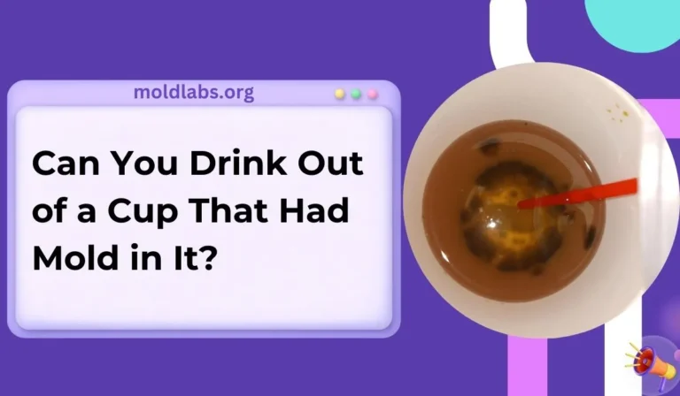 Can You Drink Out of a Cup That Had Mold in It