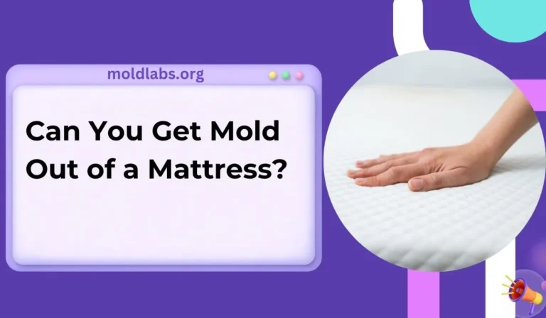 Can You Get Mold Out of a Mattress