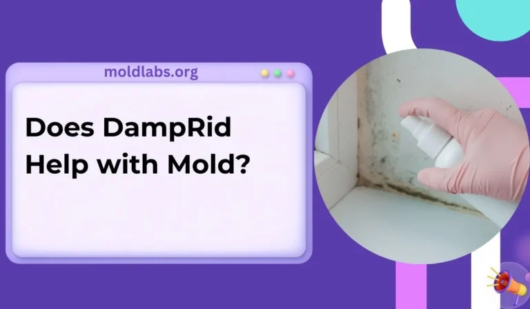 Does DampRid Help with Mold