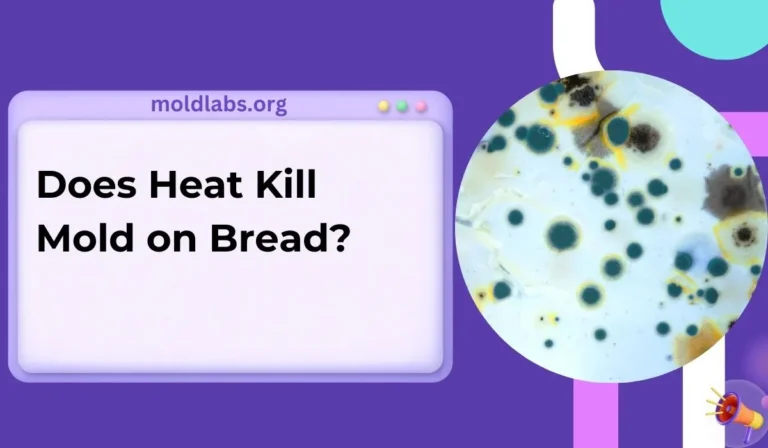 Does Heat Kill Mold on Bread