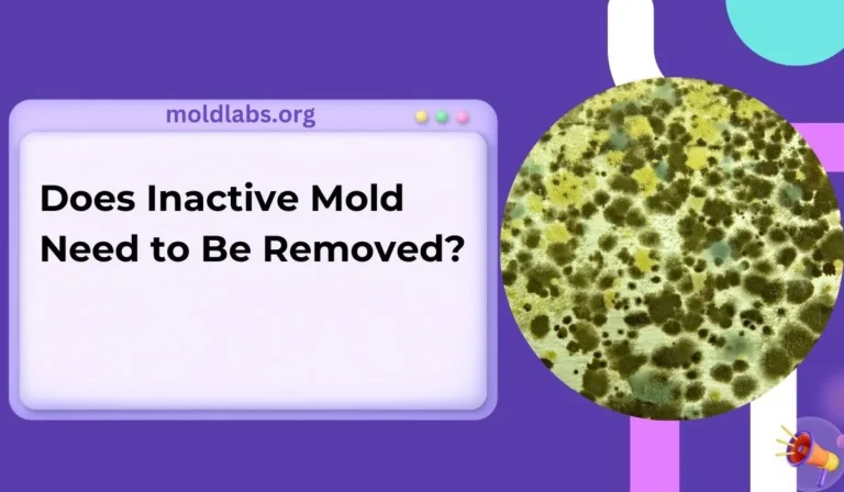 Does Inactive Mold Need to Be Removed