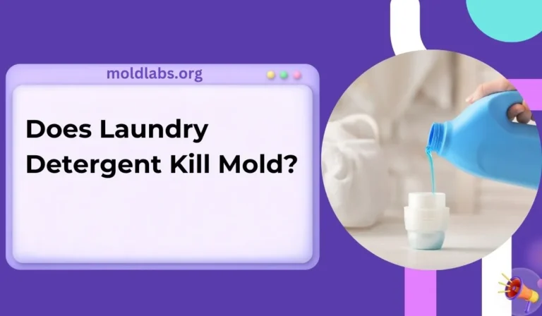 Does Laundry Detergent Kill Mold