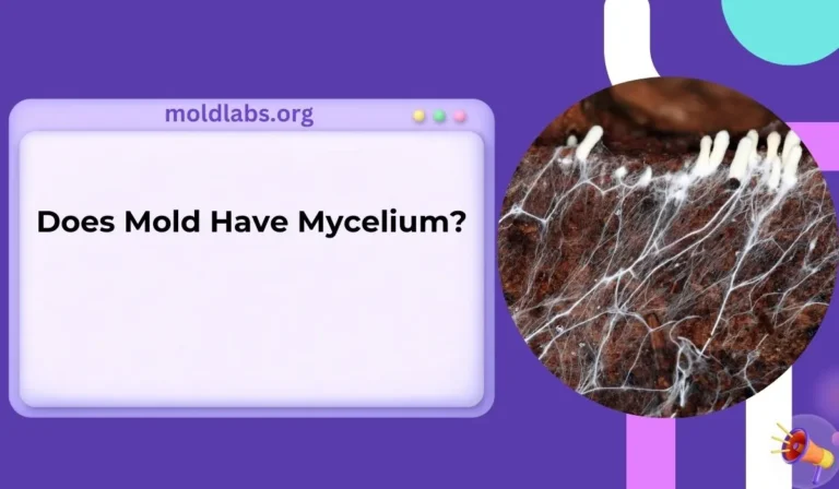 Does Mold Have Mycelium