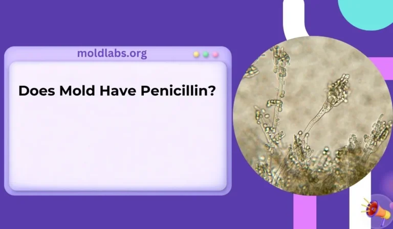 Does Mold Have Penicillin