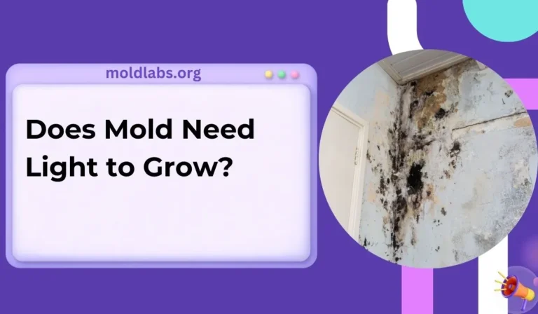 Does Mold Need Light to Grow