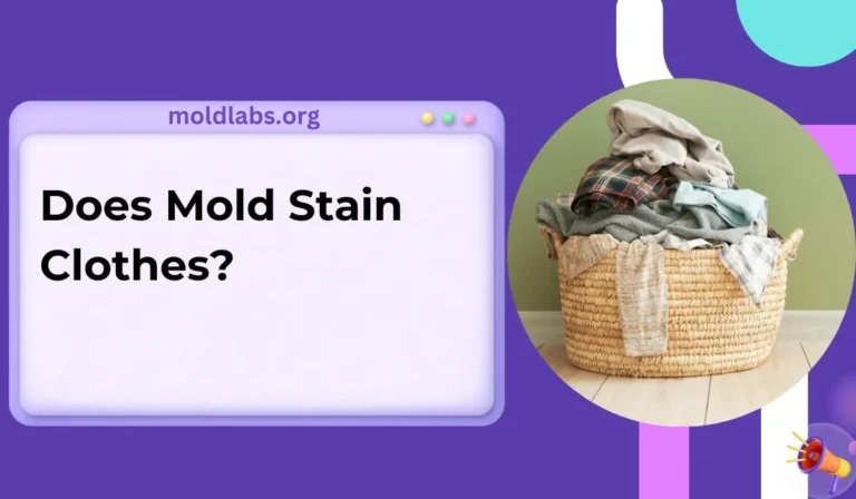 Does Mold Stain Clothes