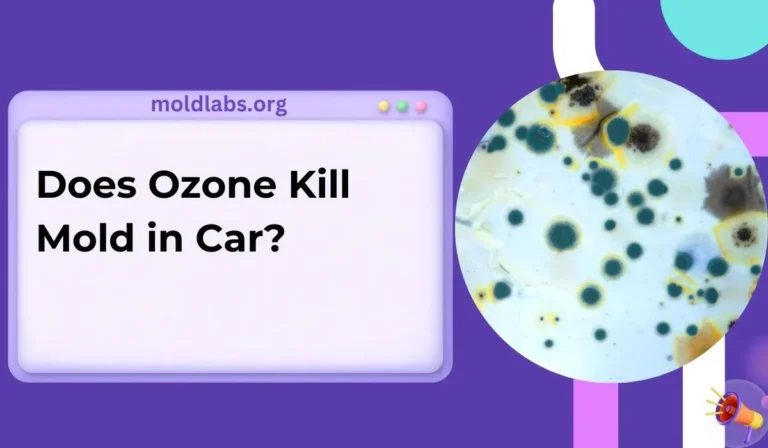 Does Ozone Kill Mold in Car