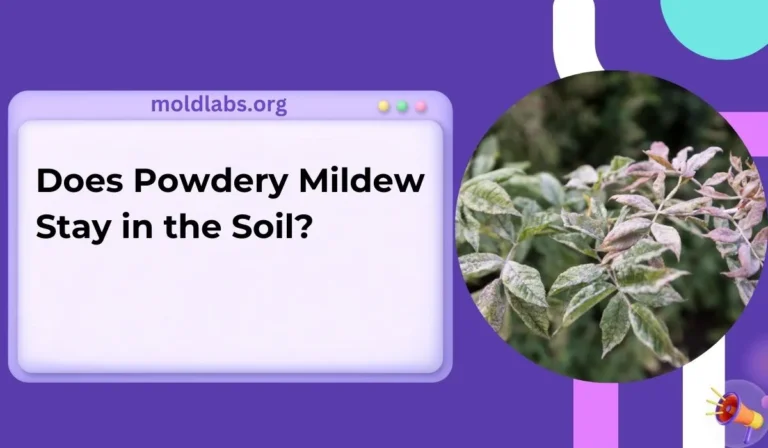 Does Powdery Mildew Stay in the Soil