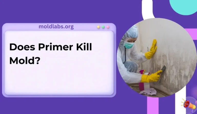 Does Primer Kill Mold