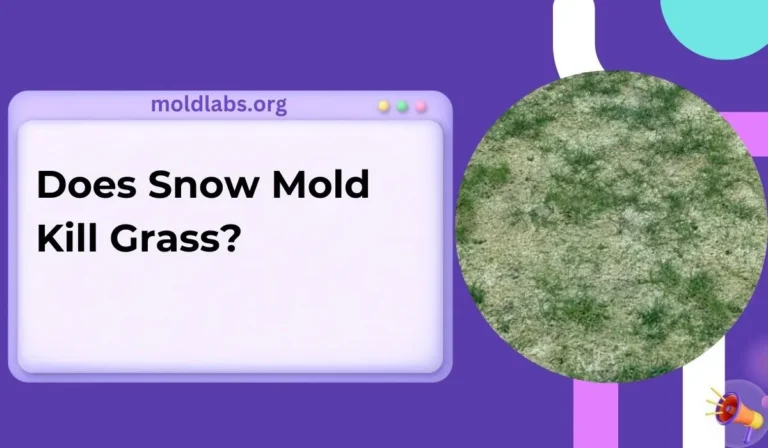 Does Snow Mold Kill Grass