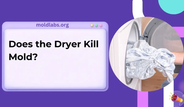 Does the Dryer Kill Mold