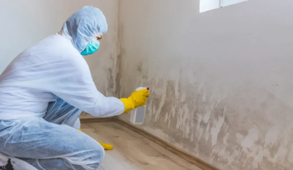 Factors to Consider When Choosing a Mold Killer