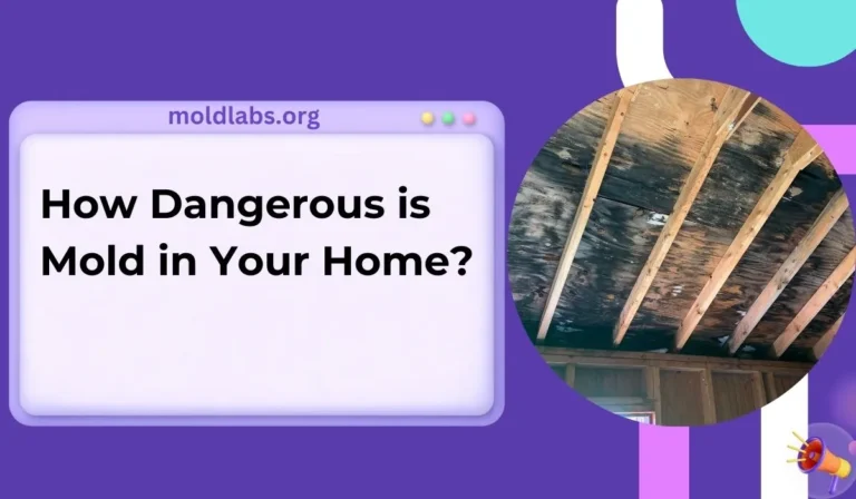 How Dangerous is Mold in Your Home