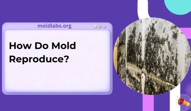 How Do Mold Reproduce