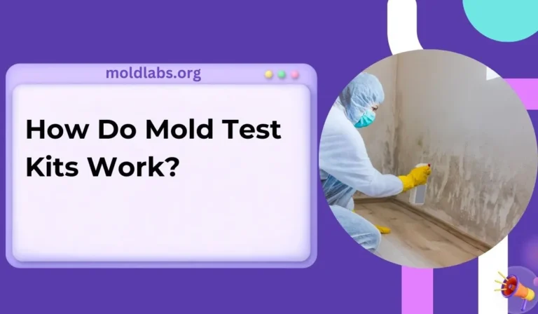 How Do Mold Test Kits Work