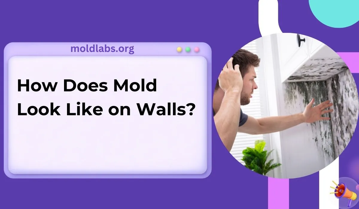 How Does Mold Look Like on Walls? Spot & Stop Infestations!