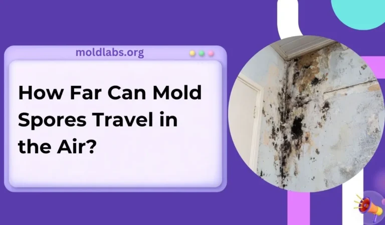 How Far Can Mold Spores Travel in the Air