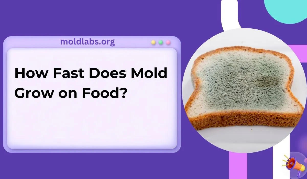 How Fast Does Mold Grow on Food? Surprising Speed Revealed!