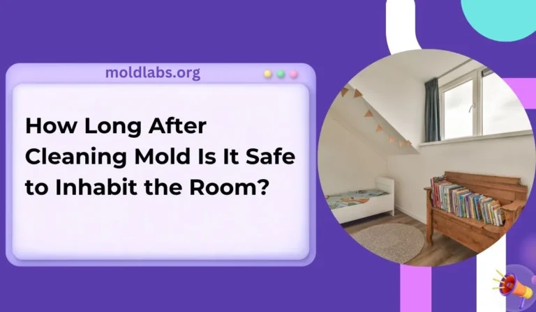 How Long After Cleaning Mold Is It Safe to Inhabit the Room