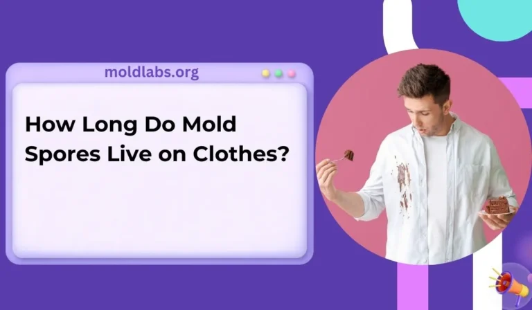 How Long Do Mold Spores Live on Clothes