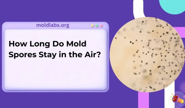 How Long Do Mold Spores Stay in the Air