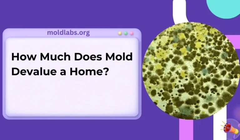 How Much Does Mold Devalue a Home