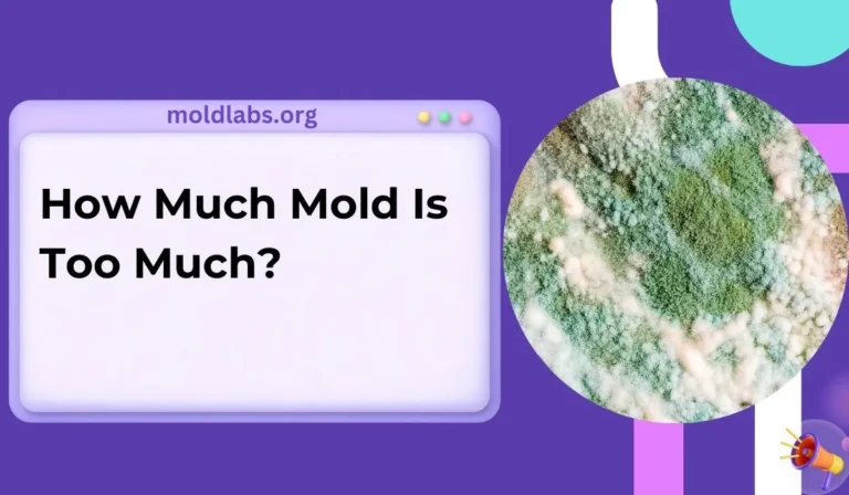 How Much Mold Is Too Much