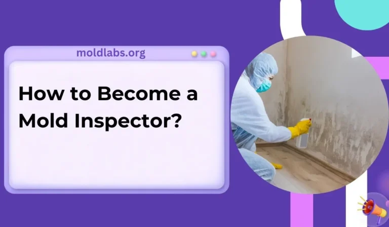 How to Become a Mold Inspector