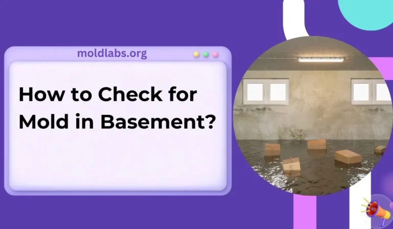 How to Check for Mold in Basement