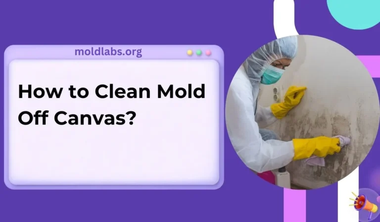 How to Clean Mold Off Canvas