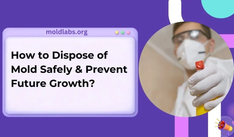 How to Dispose of Mold Safely & Prevent Future Growth