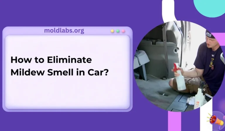 How to Eliminate Mildew Smell in Car