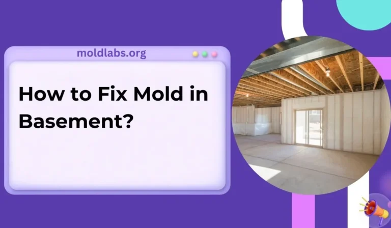 How to Fix Mold in Basement